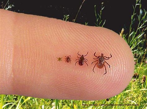Lyme Disease Information and Remarkable Botanical Treatments